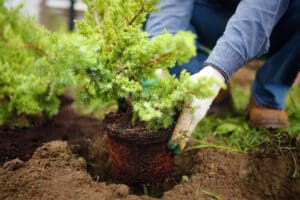Planting Bushes in a Mulch Bed in Plant City
